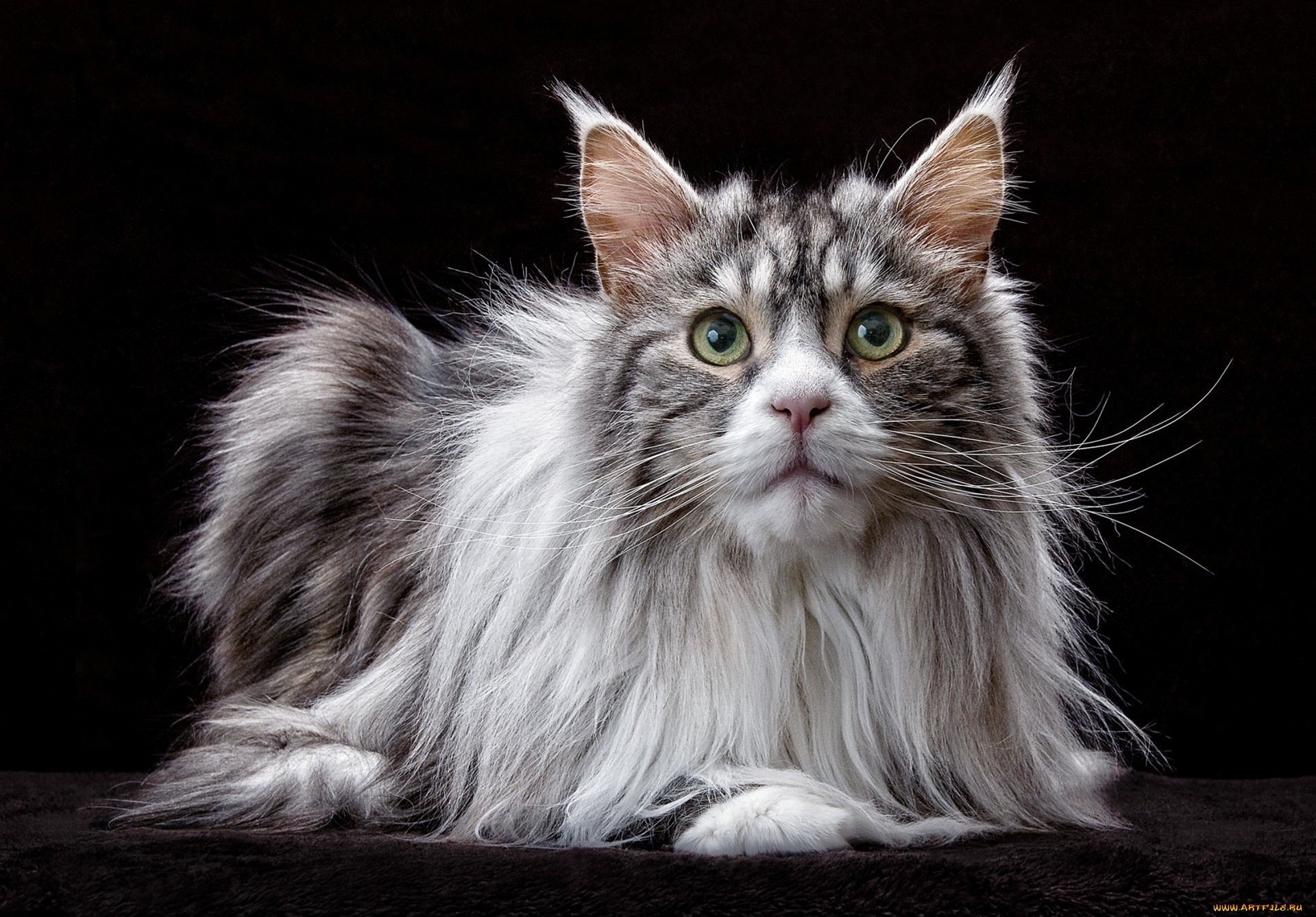 maine coon cat, , , 